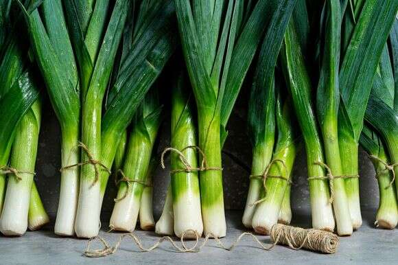 עלי כרישה | הוושינגטון פוסט מאת סקוט סוצ'מן