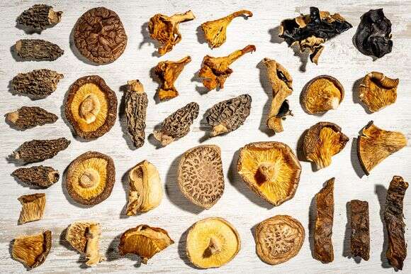 פטריות מיובשות עשירות באומאמי | הוושינגטון פוסט מאת לורה צ'ייס דה פורמיני