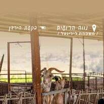 כוכב אחד ועז | נעמה שטרן