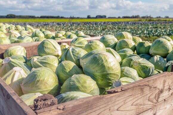 כרוב לבן | שאטרסטוק