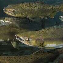 דגי סלמון | צילום מסך מיוטיוב