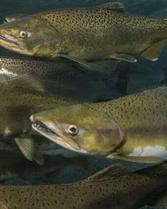 דגי סלמון | צילום מסך מיוטיוב