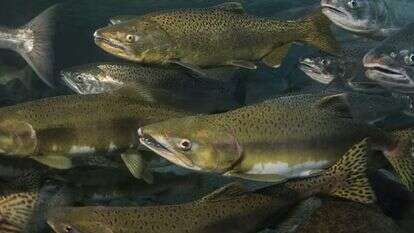 דגי סלמון | צילום מסך מיוטיוב