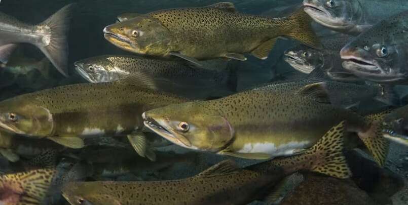 דגים מסוממים ושירותים באוטו: הסיפורים המוזרים של השבוע