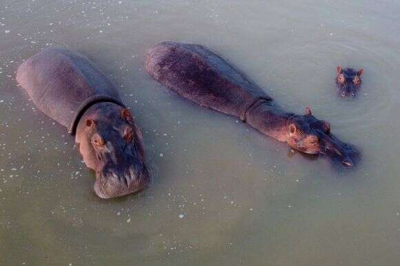ההיפופוטמים של אסקובר בקולומביה | AFP