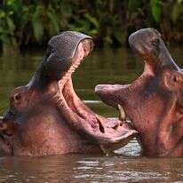 ההיפופוטמים של אסקובר בקולומביה | AFP