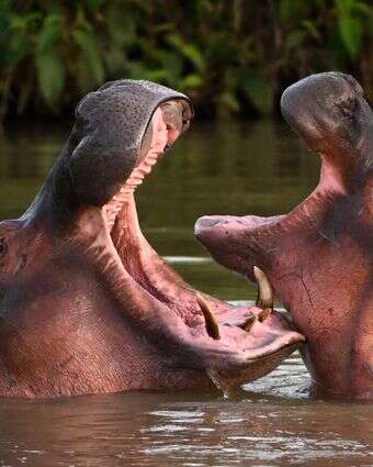 ההיפופוטמים של אסקובר בקולומביה | AFP