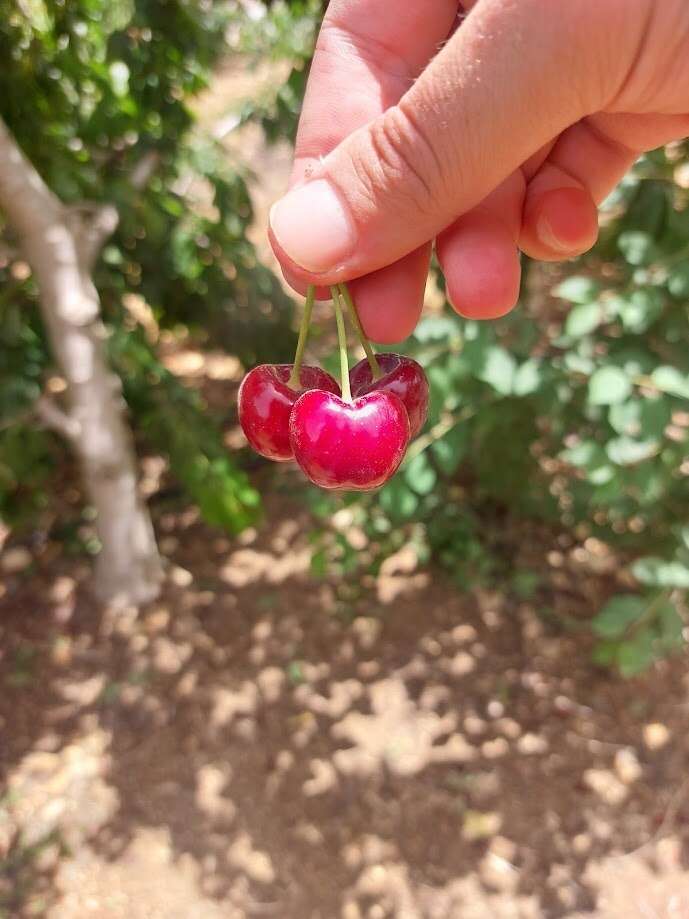 פסטיבל הדובדבנים הראשון של גוש עציון | תיירות גוש עציון פסטיבל הדובדבנים הראשון של גוש עציון | תיירות גוש עציון