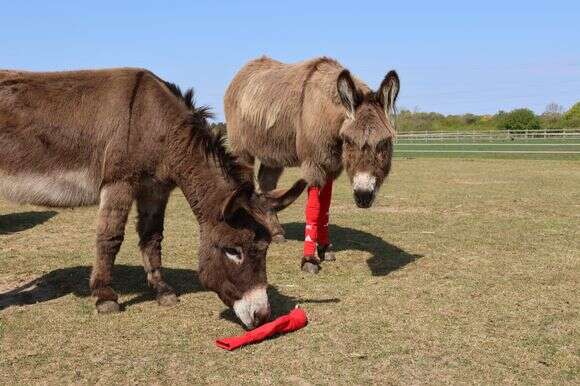סוסים וחמורים עם גרבי ארסנל | Redwings Horse Sanctuary