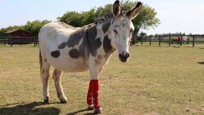 סוסים וחמורים עם גרבי ארסנל | Redwings Horse Sanctuary