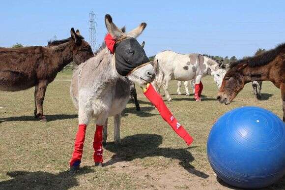 סוסים וחמורים עם גרבי ארסנל | Redwings Horse Sanctuary