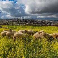 חוות גפן עמי בסביבת חברון. | צילום חיים גולדברג/Flash90 חוות גפן עמי בסביבת חברון. | צילום חיים גולדברג/Flash90