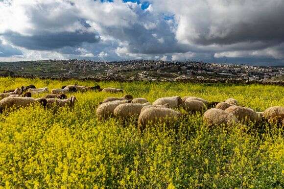 חוות גפן עמי בסביבת חברון. | View of sheep and goats grazing in a green field at the Gefen Ami Farm in the Hebron foothills in the West Bank, February 24, 2026. Photo by Chaim Goldberg/Flash90 *** Local Caption *** גדה המערבית
חוות גפן עמי
ישראל
שפלת חברון
התנחלויות
יהודים
מתנחלים