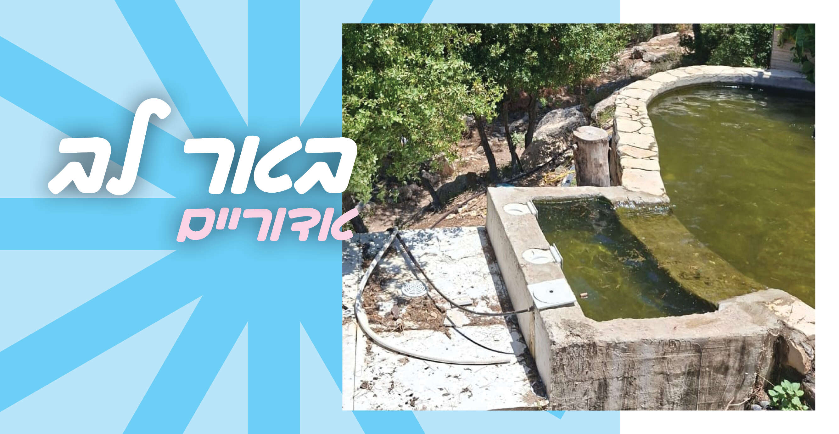 אביגיל זית