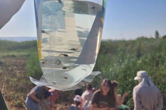 250 צפרדעי וראשני עגולשון שחור גחון מושבים לטבע | עידו שקד, רשות הטבע והגנים 250 צפרדעי וראשני עגולשון שחור גחון מושבים לטבע | עידו שקד, רשות הטבע והגנים