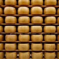 גלגלי גבינת פרמזן Parmigiano Reggiano מאוחסנים בנוצ'טו, ליד פארמה, איטליה | AP גלגלי גבינת פרמזן Parmigiano Reggiano מאוחסנים בנוצ'טו, ליד פארמה, איטליה | AP