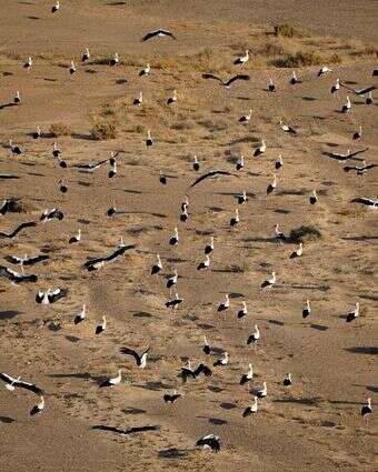 נדידת החסידות בערבה התיכונה | דליה מטמון, הערבה התיכונה נדידת החסידות בערבה התיכונה | דליה מטמון, הערבה התיכונה