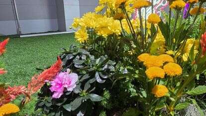 תערוכת FLOWERS באקספו תל אביב: יריד צמחים ועציצים ב־70% הנחה | בנדה הפקות תערוכת FLOWERS באקספו תל אביב: יריד צמחים ועציצים ב־70% הנחה | בנדה הפקות