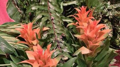 תערוכת FLOWERS באקספו תל אביב: יריד צמחים ועציצים ב־70% הנחה | בנדה הפקות תערוכת FLOWERS באקספו תל אביב: יריד צמחים ועציצים ב־70% הנחה | בנדה הפקות
