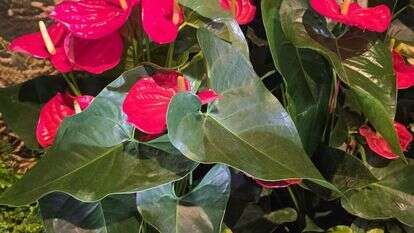 תערוכת FLOWERS באקספו תל אביב: יריד צמחים ועציצים ב־70% הנחה | בנדה הפקות תערוכת FLOWERS באקספו תל אביב: יריד צמחים ועציצים ב־70% הנחה | בנדה הפקות