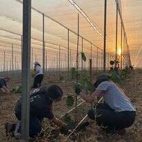 שנת הלימודים נפתחה בנטיעת מטעי קיווי בקיבוץ יראון | השומר החדש שנת הלימודים נפתחה בנטיעת מטעי קיווי בקיבוץ יראון | השומר החדש