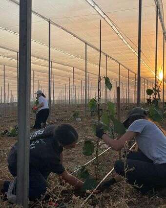 שנת הלימודים נפתחה בנטיעת מטעי קיווי בקיבוץ יראון | השומר החדש שנת הלימודים נפתחה בנטיעת מטעי קיווי בקיבוץ יראון | השומר החדש