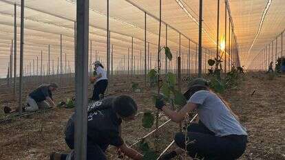 שנת הלימודים נפתחה בנטיעת מטעי קיווי בקיבוץ יראון | השומר החדש שנת הלימודים נפתחה בנטיעת מטעי קיווי בקיבוץ יראון | השומר החדש