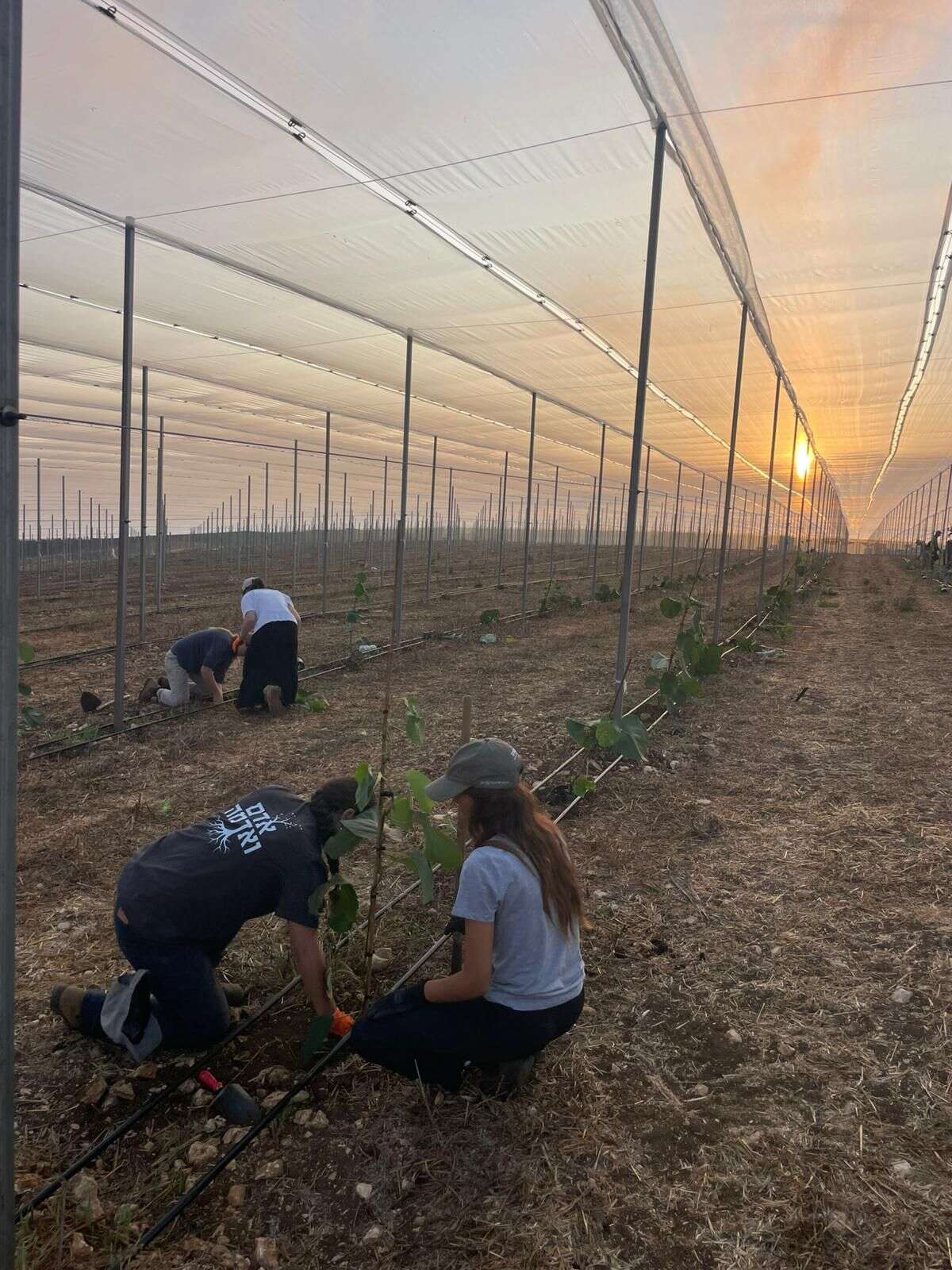 שנת הלימודים נפתחה בנטיעת מטעי קיווי בקיבוץ יראון | השומר החדש שנת הלימודים נפתחה בנטיעת מטעי קיווי בקיבוץ יראון | השומר החדש