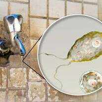 הדמייה של דרכי החדירה של האמבה אוכלת המוח | שאטרסטוק