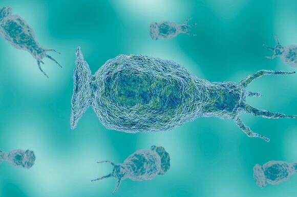 הדמייה תלת מימדית של Naegleria fowleri/ האמבה אוכלת המוח | שאטרסטוק הדמייה תלת מימדית של Naegleria fowleri/ האמבה אוכלת המוח | שאטרסטוק