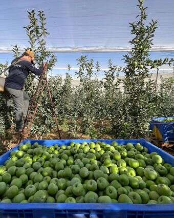 חניכי אדם ואדמה קטפו תפוחים בקיבוץ יראון לקראת ראש השנה | השומר החדש חניכי אדם ואדמה קטפו תפוחים בקיבוץ יראון לקראת ראש השנה | השומר החדש