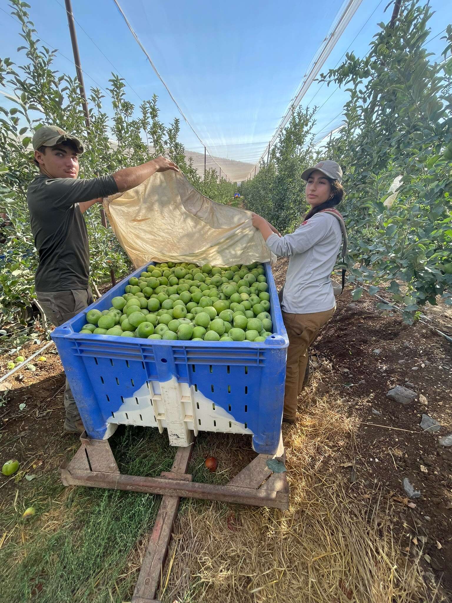 חניכי אדם ואדמה קטפו תפוחים בקיבוץ יראון לקראת ראש השנה | השומר החדש חניכי אדם ואדמה קטפו תפוחים בקיבוץ יראון לקראת ראש השנה | השומר החדש