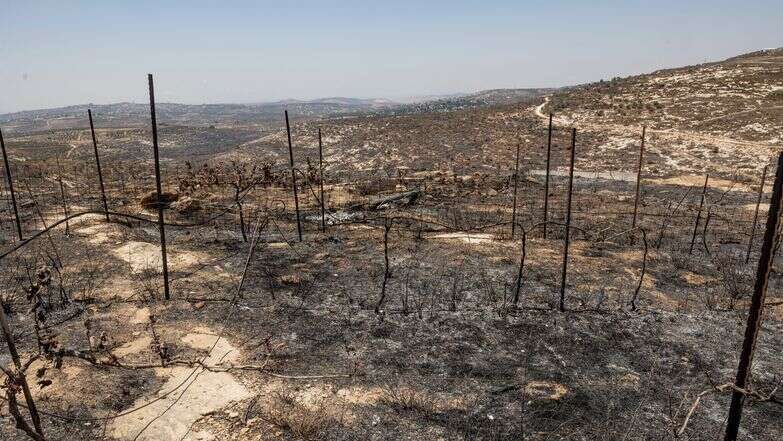 השריפה בחוות גלעד | נעמה שטרן השריפה בחוות גלעד | נעמה שטרן