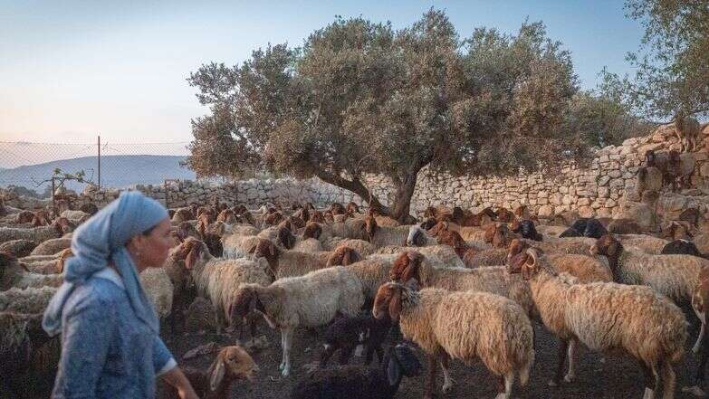 חוות צור לבבי באזור בנימין | חיים גולדברג, פלאש 90 חוות צור לבבי באזור בנימין | חיים גולדברג, פלאש 90
