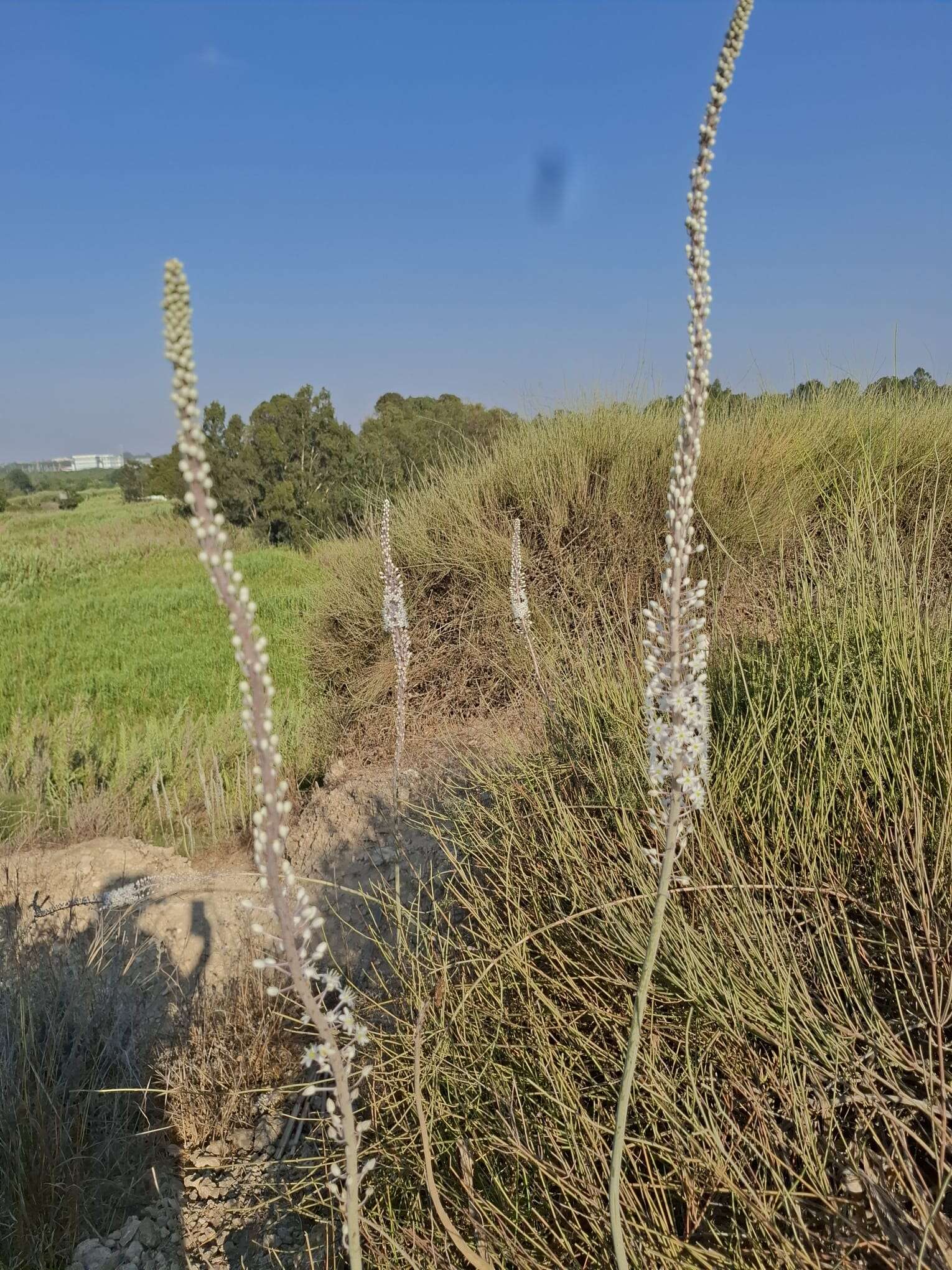 שמורת הטבע אודים | אדר סטולרו מליחי, רשות הטבע והגנים שמורת הטבע אודים | אדר סטולרו מליחי, רשות הטבע והגנים