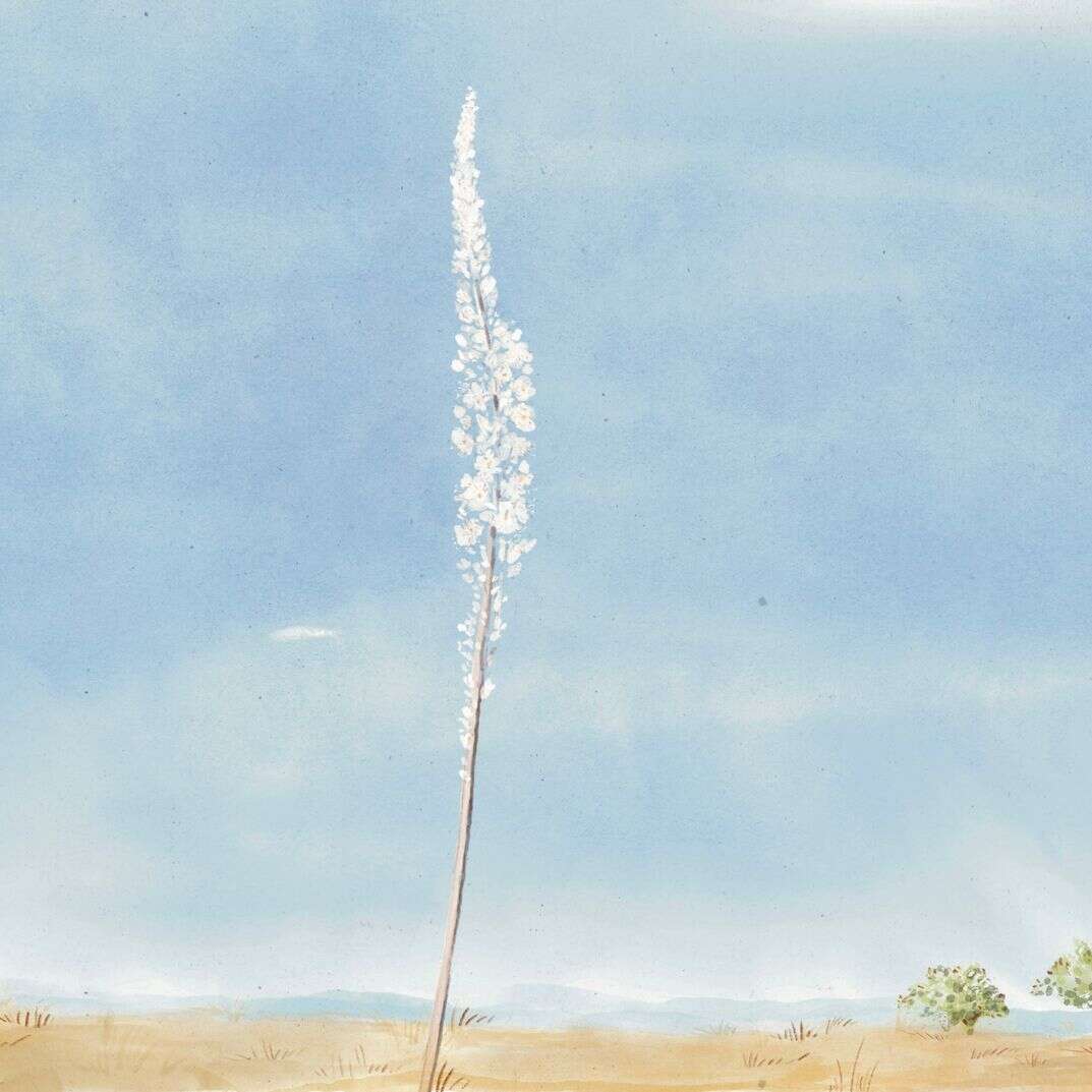קול דממה דקה | איור: תשורה לוי