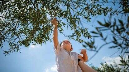 פסטיבל עץ הזית חוזר לכרמל | דוברות השומר החדש פסטיבל עץ הזית חוזר לכרמל | דוברות השומר החדש