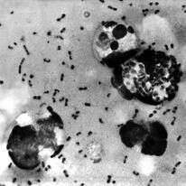 חיידקי Yersinia pestis, הגורמים למחלת הדבר, 1965 | shutterstock
