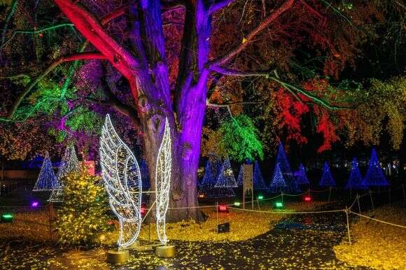 Winter Dreams 2026: פסטיבל האורות חוזר לגן הבוטני בירושלים | DEAG Winter Dreams 2026: פסטיבל האורות חוזר לגן הבוטני בירושלים | DEAG