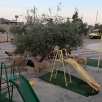 עדר כבשים שנגנב מאותר בכפר תלפית | צילום מסך - אלחנן גרונר (טוויטר) עדר כבשים שנגנב מאותר בכפר תלפית | צילום מסך - אלחנן גרונר (טוויטר)