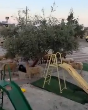 עדר כבשים שנגנב מאותר בכפר תלפית | צילום מסך - אלחנן גרונר (טוויטר) עדר כבשים שנגנב מאותר בכפר תלפית | צילום מסך - אלחנן גרונר (טוויטר)