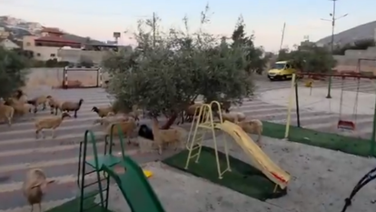 עדר כבשים שנגנב מאותר בכפר תלפית | צילום מסך - אלחנן גרונר (טוויטר)