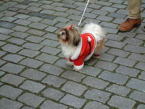 גם הכלבים חוגגים בנירנברג גם הכלבים חוגגים בנירנברג