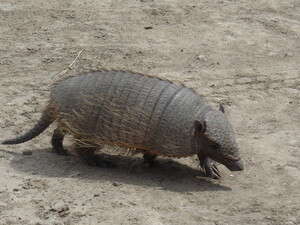 ארמדיל ארגנטינאי ארמדיל ארגנטינאי