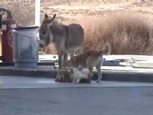 גור החמורים בתחנת הדלק גור החמורים בתחנת הדלק