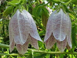 פעמונית מנוקדת פעמונית מנוקדת