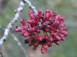 עפץ של אלה אטלנטית עפץ של אלה אטלנטית