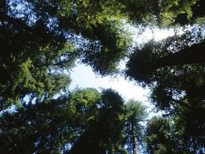 עצי רדווד עצי רדווד