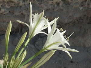 חבצלת החוף חבצלת החוף