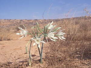 חבצלת הנגב חבצלת הנגב